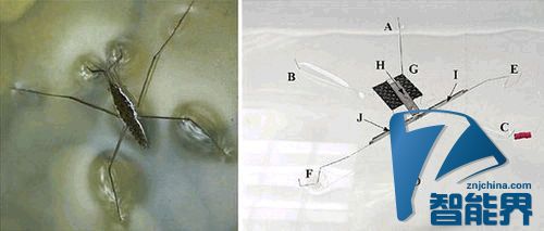 水上漂并非傳說(shuō)，這個(gè)機(jī)器人就做到了